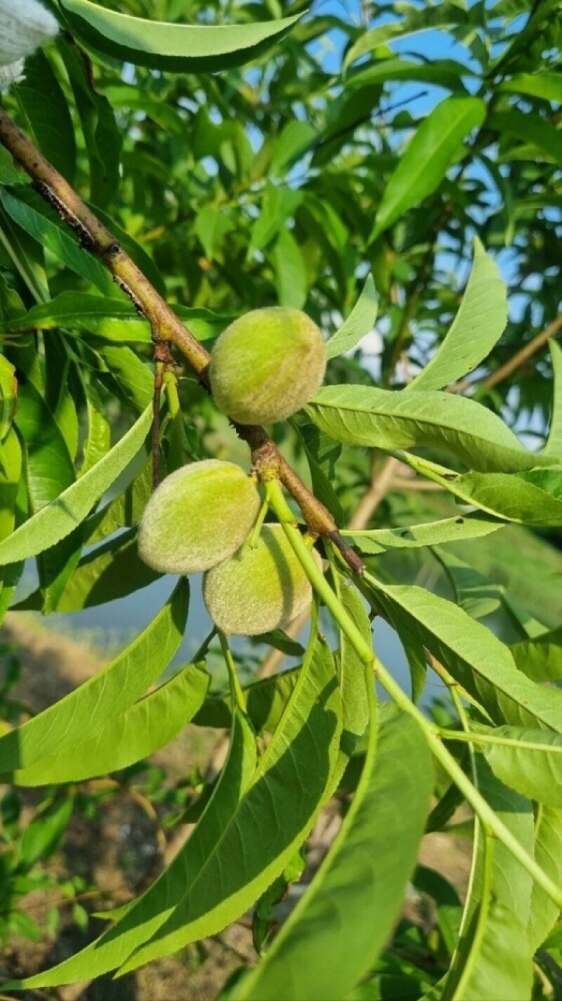 다약,다약식초,천연발효식초,유가농식초,스틱식초,다약스틱식초,톡쏘는맛,개복숭아,발효식초,세척개복숭아,돌복숭아,식초,청귤,청귤식초,개복숭아식초,돌배청,식초선물세트,선물하기좋은,식초세트