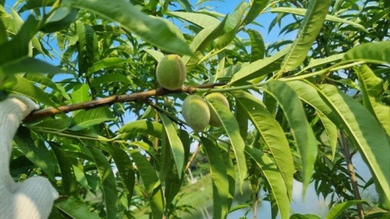 다약,다약식초,천연발효식초,유가농식초,스틱식초,다약스틱식초,톡쏘는맛,개복숭아,발효식초,세척개복숭아,돌복숭아,식초,청귤,청귤식초,개복숭아식초,돌배청,식초선물세트,선물하기좋은,식초세트