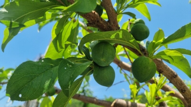 다약,다약식초,천연발효식초,유가농식초,스틱식초,다약스틱식초,톡쏘는맛,개복숭아,발효식초,세척개복숭아,돌복숭아,식초,청귤,청귤식초,개복숭아식초,돌배청,식초선물세트,선물하기좋은,식초세트